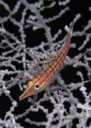 Longnose Hawkfish who appeared just after the Pygmy seaho... by Claudia Pellarini 